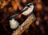 Long-tailed Tit-Blackcap