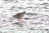 Spotted Redshank