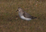 Pectoral Sandpiper