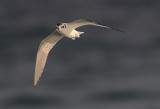 Little Gull