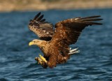 White-tailed Eagle 