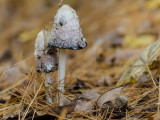 16. Mushroom Majesty