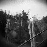 The Old Tree Below Vernal Falls