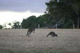 kangaroos come out at dusk