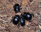 Dor Beetles.
