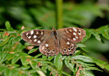 Speckled Wood.