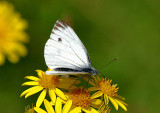 Green-veined White.