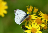 Green-veined White.