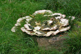 Monstrous Old Fungi.