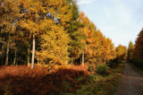 Autumn in The Forest of Dean.