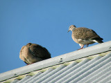 Spotted Doves 1.jpg