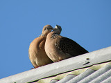 Spotted Doves 2.jpg