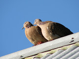 Spotted Doves 3.jpg