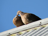 Spotted Doves 4.jpg