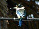 Kingfisher 6.jpg
