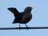 Blackbird.jpg