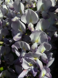 Wisteria 2.jpg