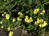 Oxalis 1.jpg