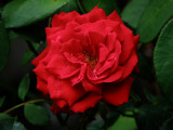 Rose 6.jpg