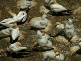Gannets and Chicks 4.jpg
