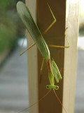 Praying Mantis 4.jpg