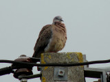 Spotted Dove 3.jpg