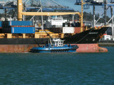 Southern Lily 3.jpg