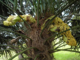 Palm Flower
