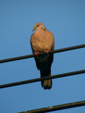 Spotted Dove.jpg