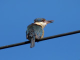 Kingfisher 2.jpg