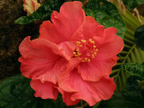 Hibiscus.jpg