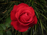 Rose mju-2.jpg