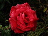 Rose 570-4.jpg