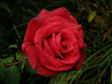Rose 570-3.jpg