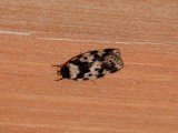 Lichen Moth.jpg