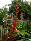 Imperial Bromeliad