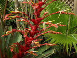 Imperial Bromeliad