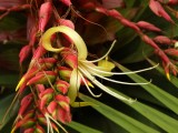 Imperial Bromeliad