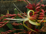 Imperial Bromeliad