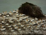Muriwai Beach Gannet Colony 4