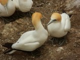 Muriwai Beach Gannet Colony 15