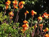 Canna Lillies.jpg