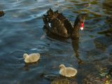 1 Swan 2 Cygnets