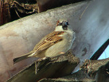 Sparrow 4.jpg