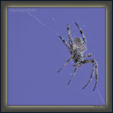 Platinum Moon Spider