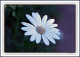Another 'Last' Daisy For This Gallery As Well - The Word Penultimate May Come To Bear ;-)