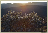 Green Bark Ceanothus/Califorina Lilac At Sunset 1
