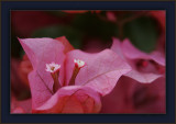 Bougainvillea In Late Spring