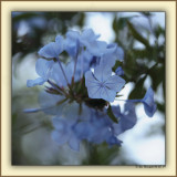 Plumbago - Another Evening View