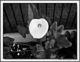 Calla Lily 2